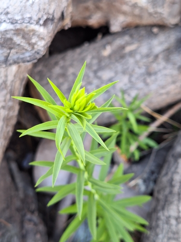 Foto de Arnica