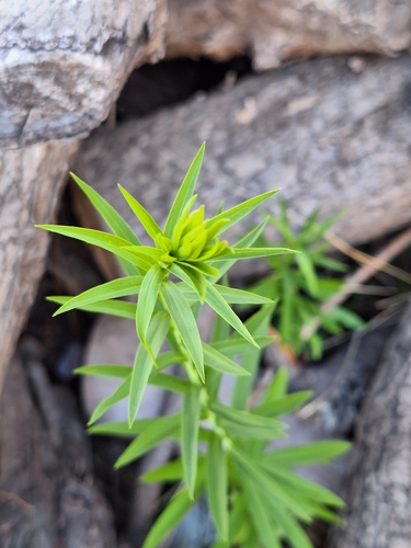 Arnica