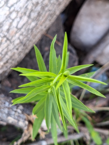 Foto de Arnica