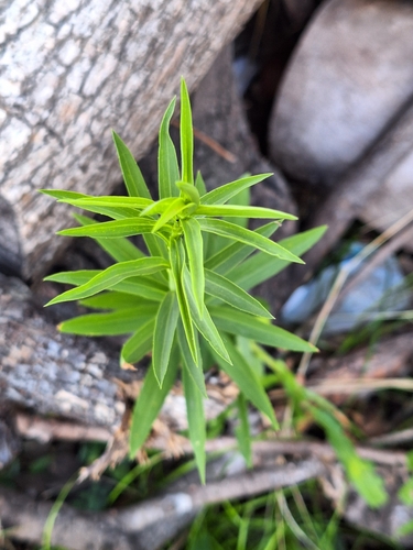 Foto de Arnica