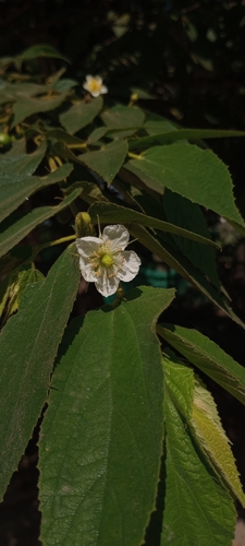 Foto de Calabura