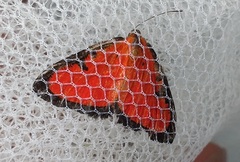Mesene phareus