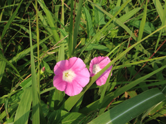 Calystegia hederacea