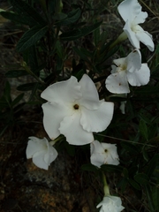 Mandevilla hypoleuca