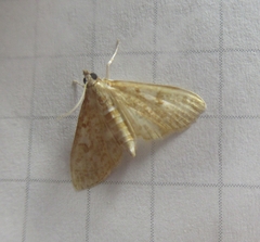 Palpita freemanalis
