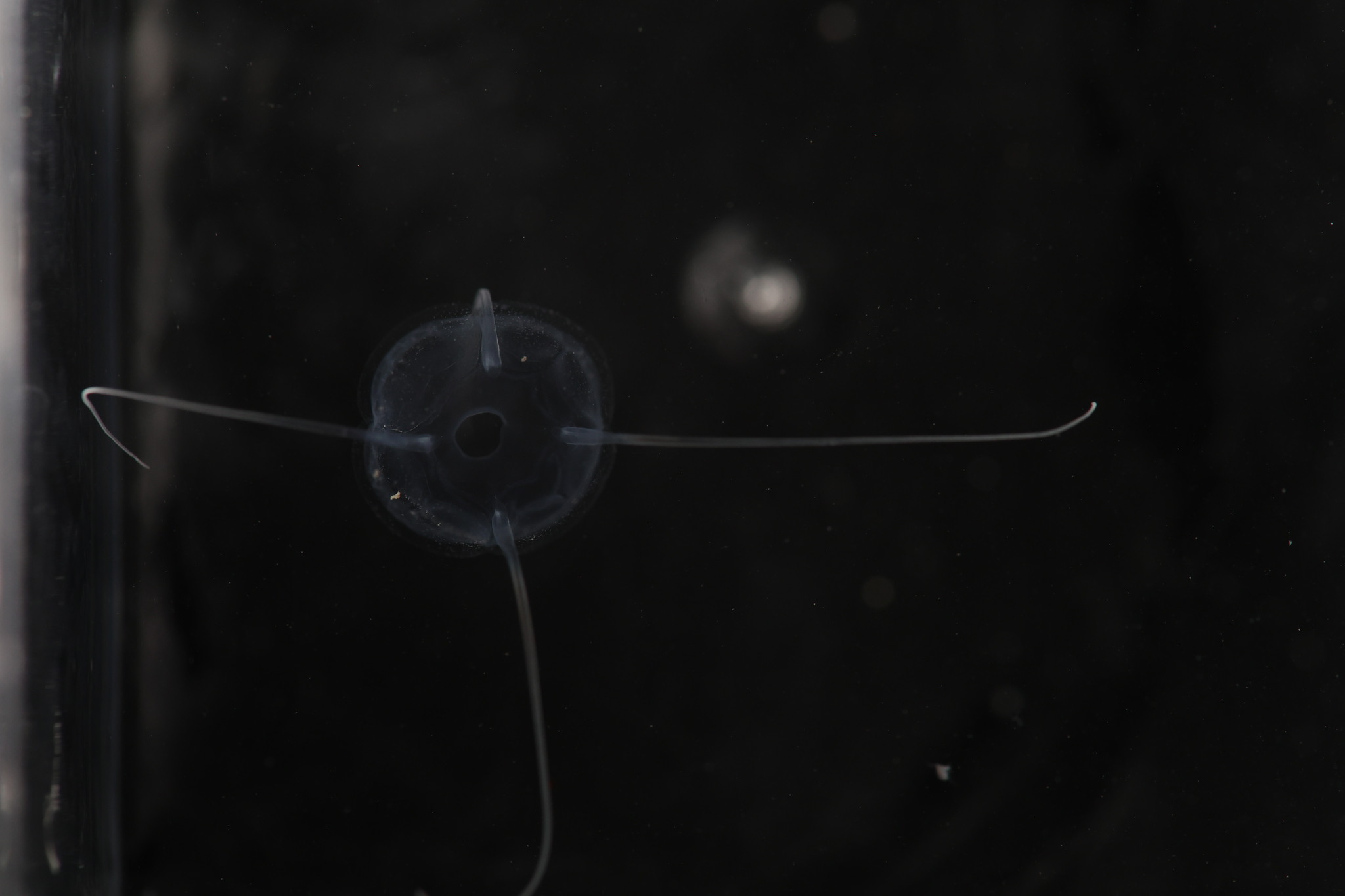 Solmundaegina nematophora Lindsay, 2017