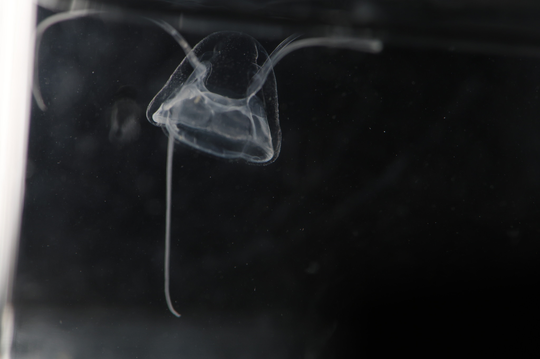 Solmundaegina nematophora Lindsay, 2017