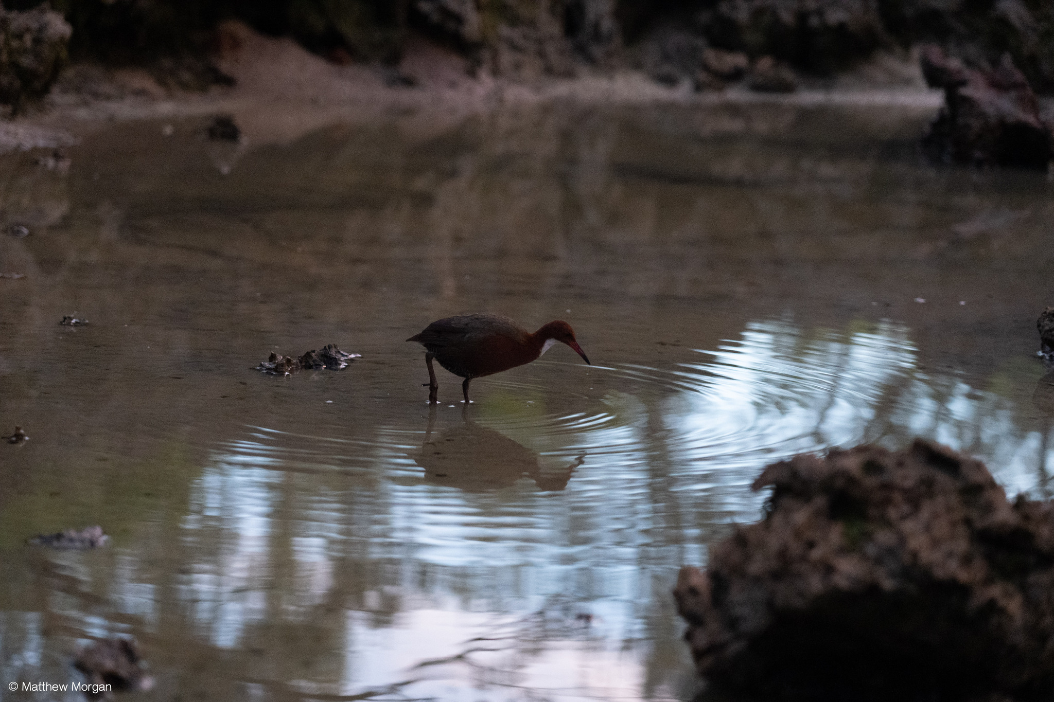 White-throated Rail (Dryolimnas cuvieri), photo 4