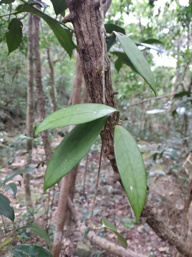 Image of Hoya carnosa by no rights reserved