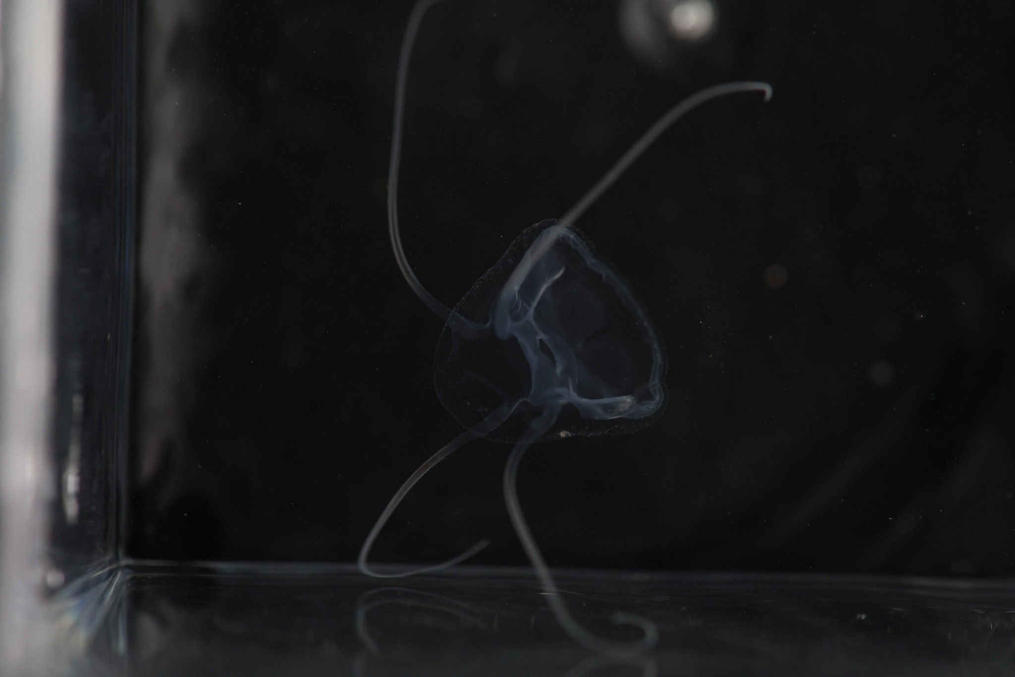 Solmundaegina nematophora Lindsay, 2017