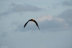 Aldabra Flying Fox photo 2