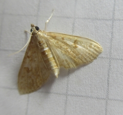 Palpita freemanalis