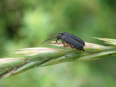Eropterus