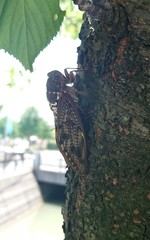 Graptopsaltria nigrofuscata