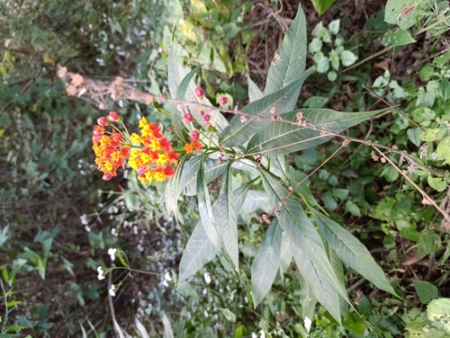 Foto de Algodãozinho-do-campo