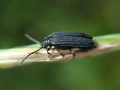 Eropterus