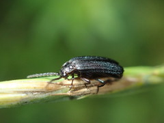 Eropterus