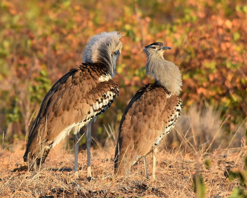 Kori Bustard