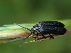 Eropterus