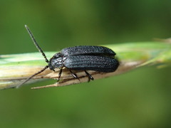 Eropterus
