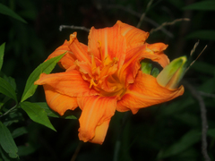 Hemerocallis fulva kwanso