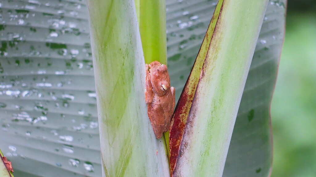 Leopard Treefrog
