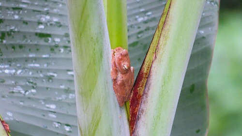 Leopard Treefrog, Boana pardalis