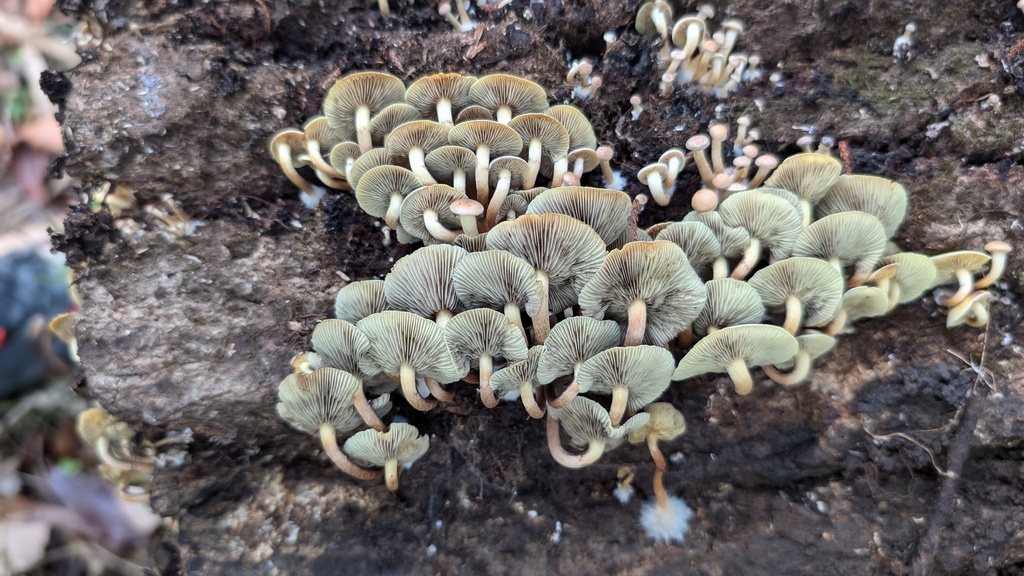 Hypholoma fasciculare · January 2025 · photo: © atsushi_nakajima_cirque (iNaturalist, cc-by)