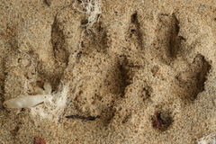 Canis lupus crassodon