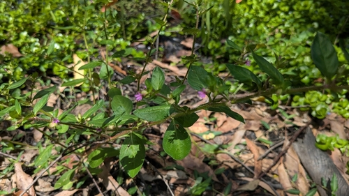 Foto de Sete-sangrias