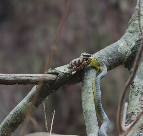 Common Tree Snake sighting