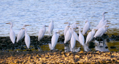 Bubulcus ibis coromandus