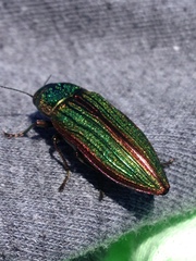 Buprestis aurulenta