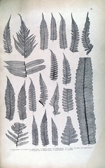 Dicksonia sellowiana