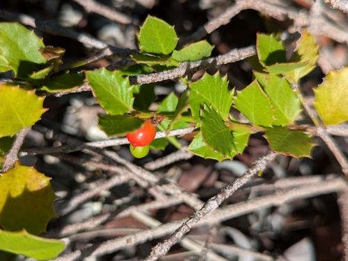Crossopetalum ilicifolium, photograph 5