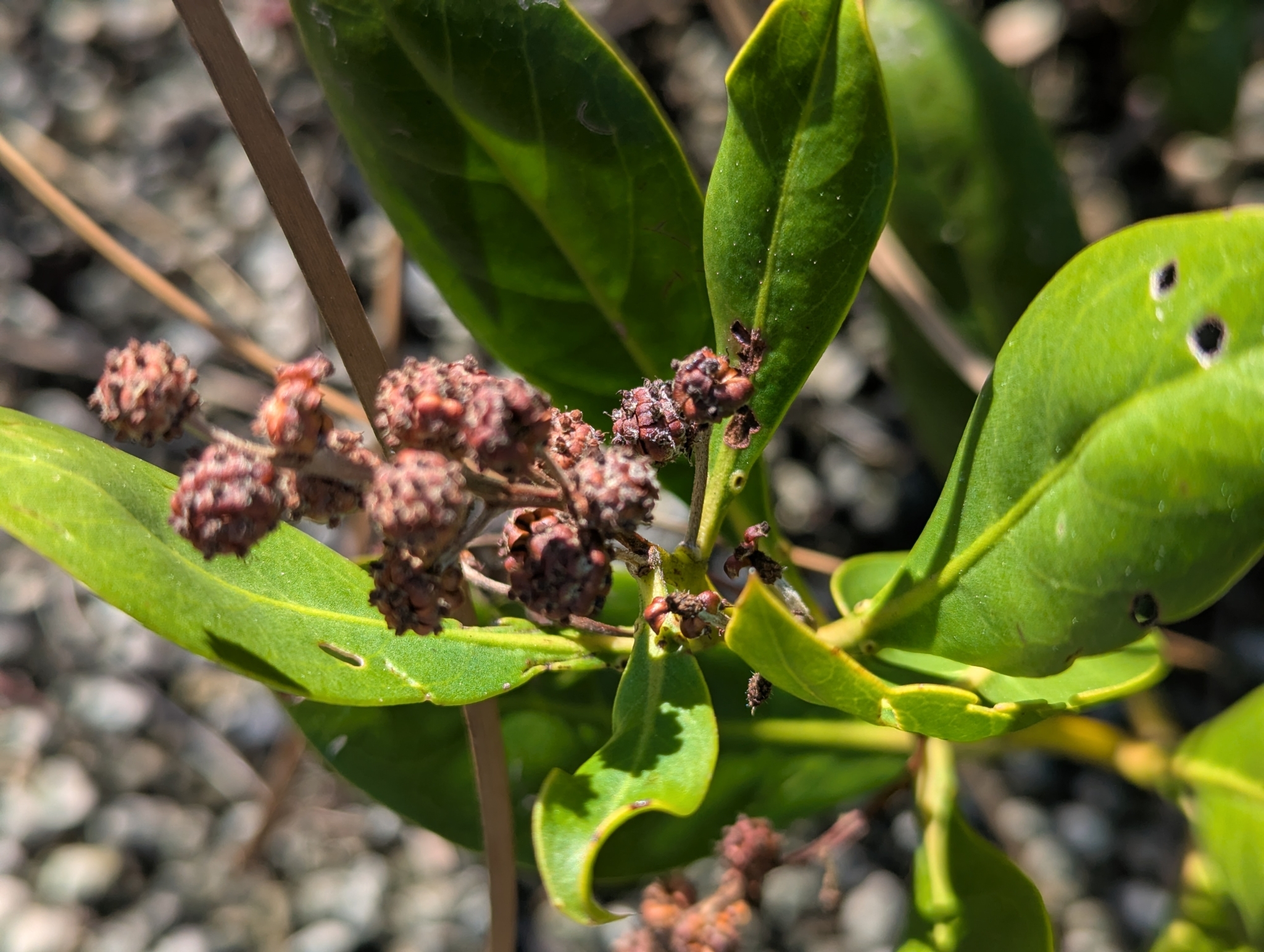 Imagem de Mangue-de-botão