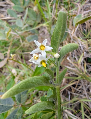 Foto de Erva moura