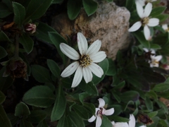 Wedelia grayi