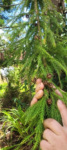 Foto de Pinheiro-do-japão