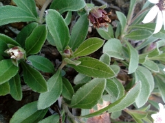 Wedelia grayi
