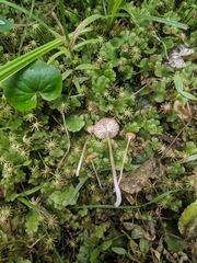 Loreleia postii