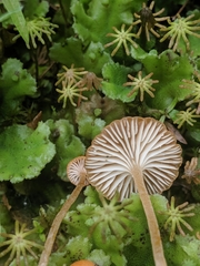 Loreleia postii