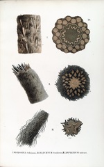 Dicksonia sellowiana