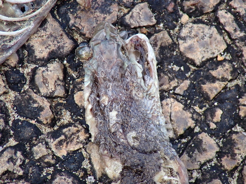 Coastal Taipan sighting