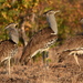 Kori Bustard - Photo (c) copper, some rights reserved (CC BY-NC), uploaded by copper