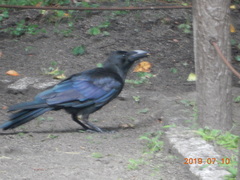 Corvus macrorhynchos