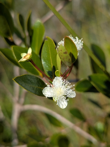 Mosiera longipes, photograph 5