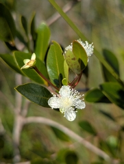 Mosiera longipes, photograph (c) markandrews1, some rights reserved (CC BY)