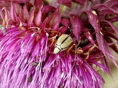 Macrodactylus uniformis