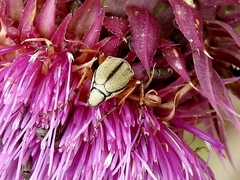 Macrodactylus uniformis